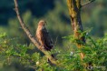 /album/galleria-fotografica/falco-pecchiaiolo-24072018-jpg/